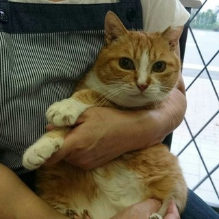 外で頑張って子育てした母猫に幸せになってほしいです
