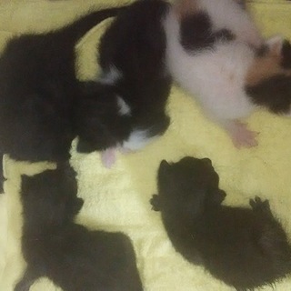 子猫の里親様募集しています※4匹います