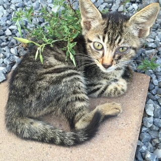 子猫の里親さん募集☆