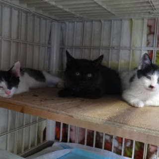 Bジャック風な白黒と黒の３兄弟、家族募集中です！