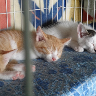 ５ニャンズ、家族募集中です！（３匹譲渡されました）