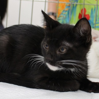 ソックス猫と白猫　兄弟3ヶ月名古屋から里親さま募集