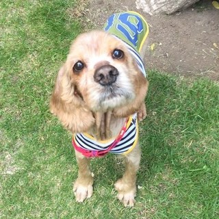 甘えん坊のコッカーくん