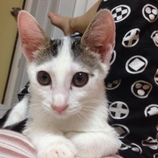 甘えん坊の男の子キジぶち