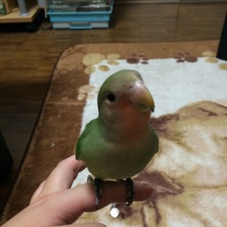 大きくなって…