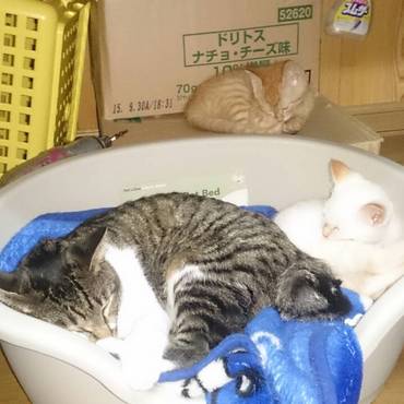 お昼寝定位置なぜかしらろろちゃんのベットがお気に入りむぎちゃんは段ボール箱の上がお気に入り