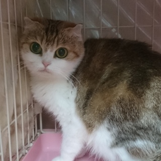 スコティッシュF・短毛☆くるみ☆折れ耳・女の子6歳