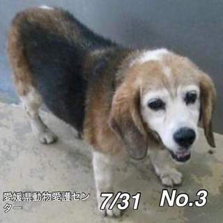 愛媛県動物愛護センターに保護されています！
