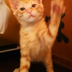 こんにちは。猫です^^本日13～15時 神戸譲渡会