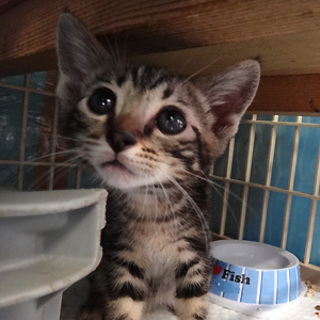 人なつこい２兄弟です！