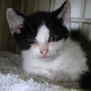 七三分け風な白黒子ネコちゃん！