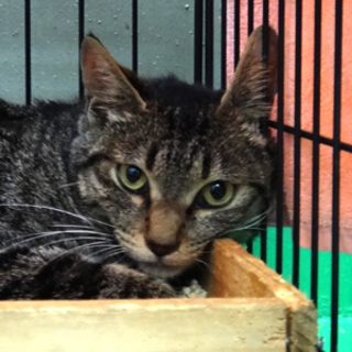 キジにゃん（成猫）、家族募集中です！