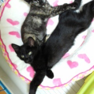 生後2ヶ月半のオス、貰ってください。