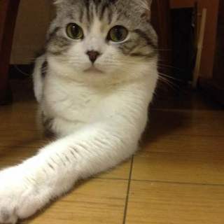 寂しがり屋の男の子です。