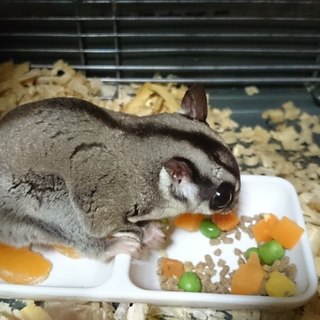 フクロモモンガ里親募集します