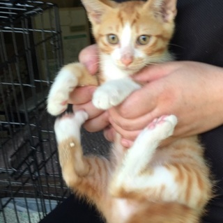 茶トラ白2ヶ月半です