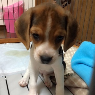 生後２ヶ月弱のかわいいビーグル(女の子)です！