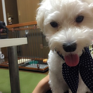白のマルプーの女の子です！