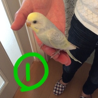 セキセイインコの里親さん募集