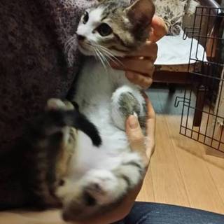 シロキジ３ヶ月です！人懐こいにゃん！