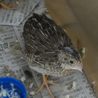 ＜交渉中＞ヒメウズラ　幼鳥　（１ケ月）１～５羽