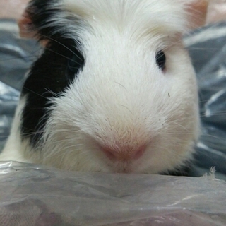 〈交渉中〉保護モル『オセロ』　里親さま募集