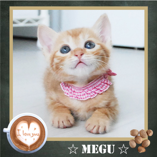 激萌え　チームスパイス「メグ」のご家族カモーン！　