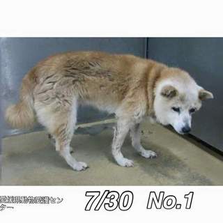 愛媛県動物愛護センターに保護されています！