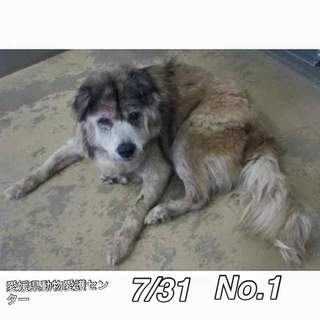 愛媛県動物愛護センターに保護されています！