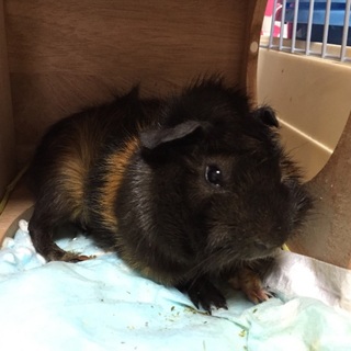 巻き毛モルモット、黒、茶色のモカ