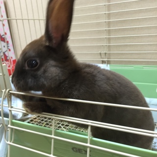 ミニレッキス♀　仔ウサギ（4か月）　ブラウン