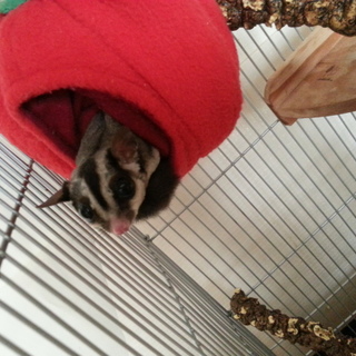 【里親募集！】フクロモモンガの女の子です