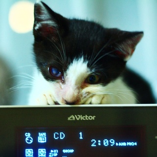 生後約2ヶ月の男の子です‼︎