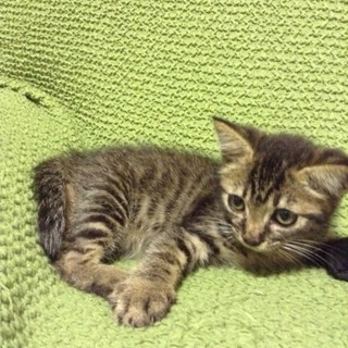 キジトラ柄の人懐っこい子猫です