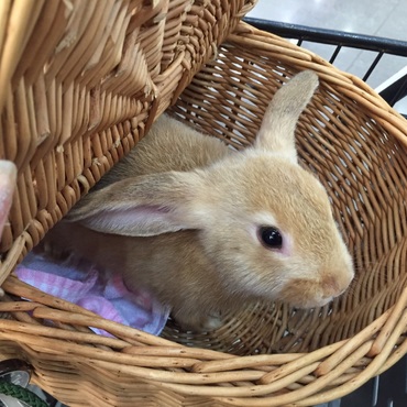 うさぎの赤ちゃんお迎えしました♡