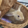 うさぎの赤ちゃんお迎えしました♡