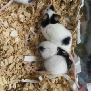 パンダマウス　オス里親募集