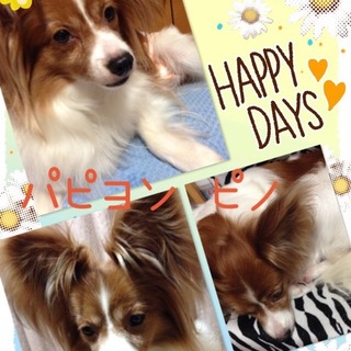 おとなしいパピヨン・ピノは３歳の女の子です。