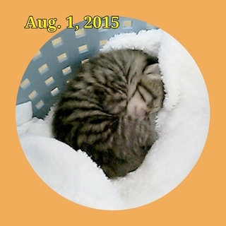 どうか幸せにしてあげてください