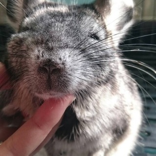チンチラちゃんの里親募集！