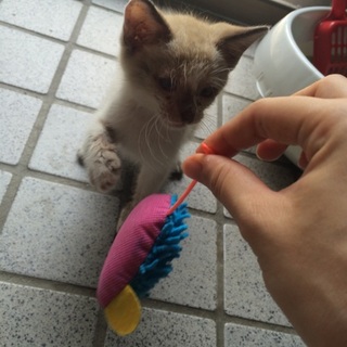 元気な男の子です。