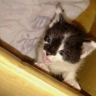 宮崎県内で里親さん募集！！