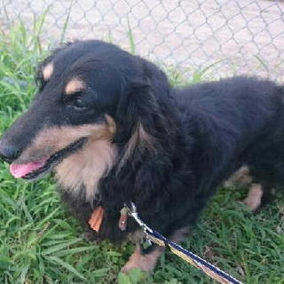 たれ目美男子ダックス里親様募集中！