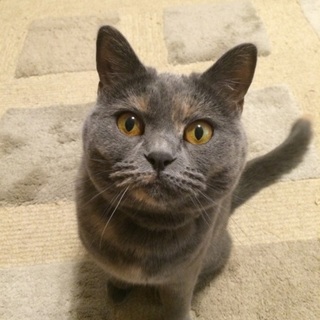 わがままなお姫様です。