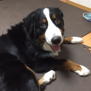 人が大好きで甘えん坊の1歳の男の子です！