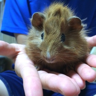 モルモット ３匹 茶 白黒