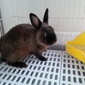 ミニウサギ譲ります
