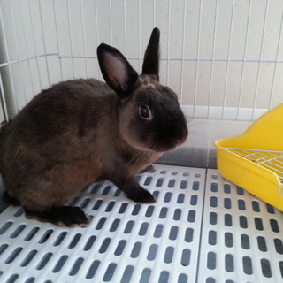 ミニウサギ譲ります
