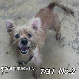 愛媛県動物愛護センターに保護されています！