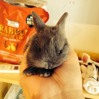 子ウサギの里親募集です。計5羽、1羽からOK